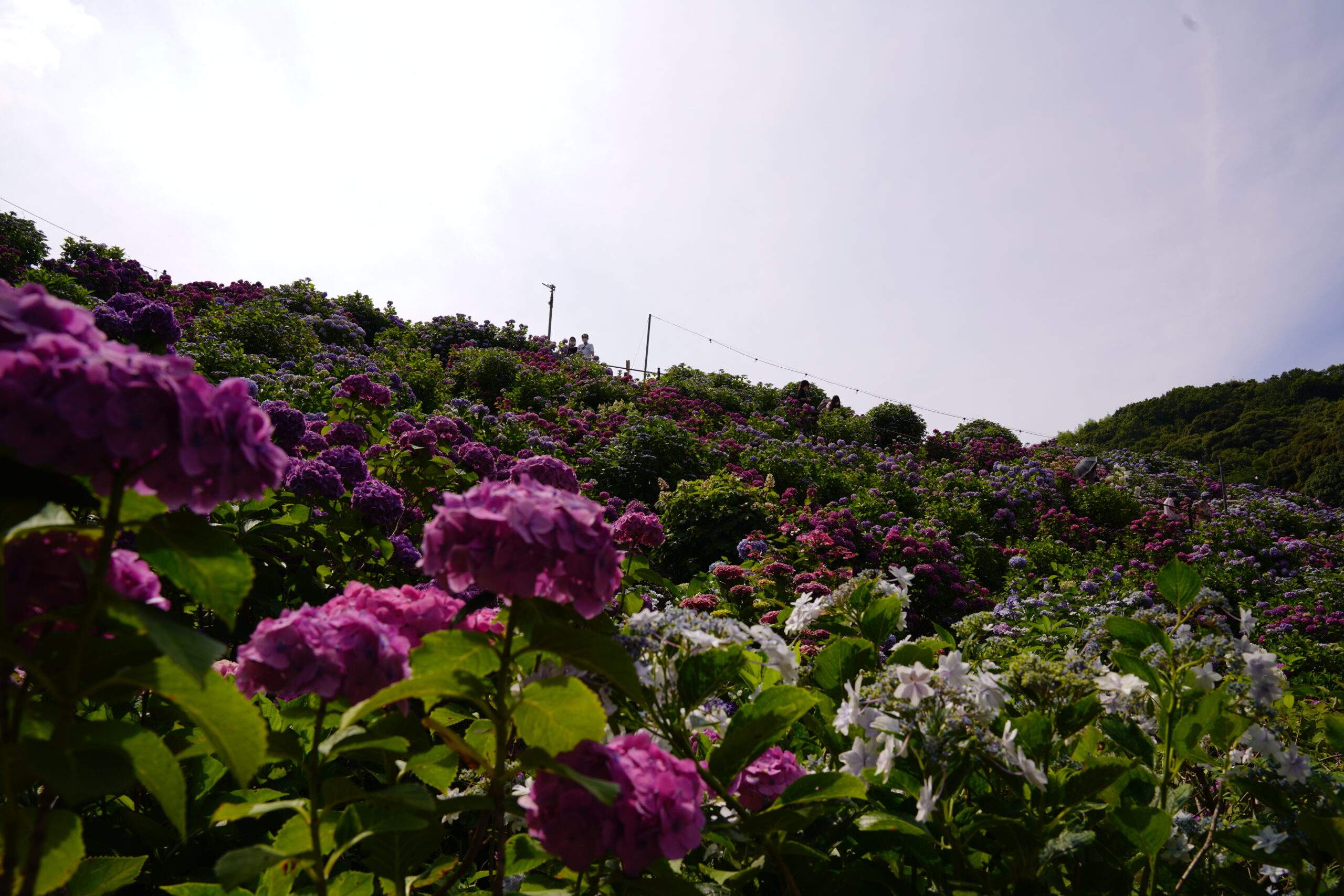 愛知県紫陽花の名所、形原温泉へ行ってきた